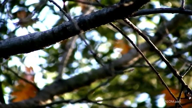 О наш Отец на небесах смотреть онлайн