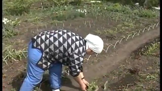 Внимание: садовые примулы нуждаются в пересадке! смотреть онлайн