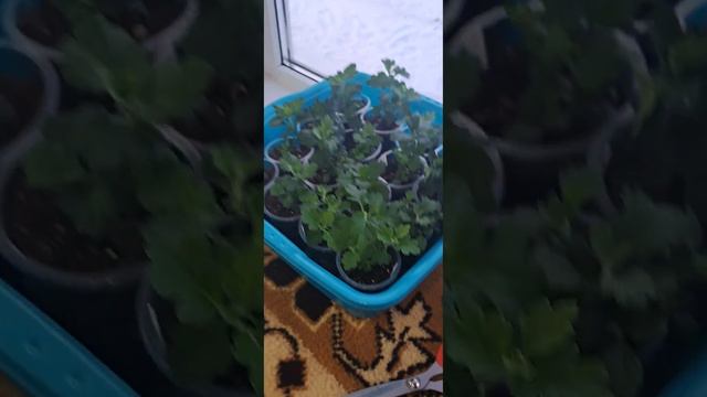 Укоренение хризантемы мультифлора,корейской,уход,подкормки смотреть онлайн