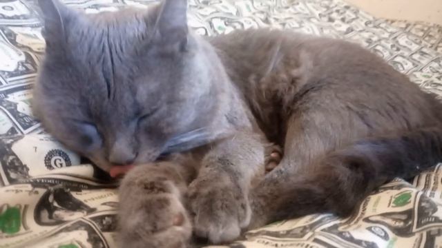 #relax Лечебные звуки для релакса и медитации Усыпляющее кошачье мурлыканье 10 часов сна смотреть онлайн