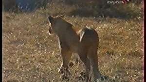 Путешествия Натуралиста ( Культура, 23.12.2006) Зимбабве.