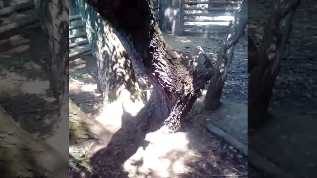 Коза забралась на дерево смотреть онлайн