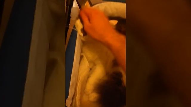 Привет от мурчащего трехцветного кота смотреть онлайн