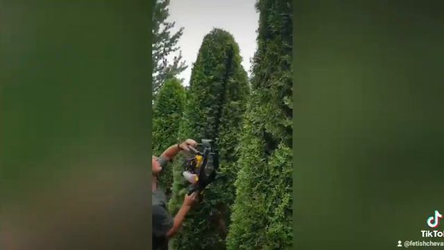 Оформление кустарников. Стрижка туй. смотреть онлайн