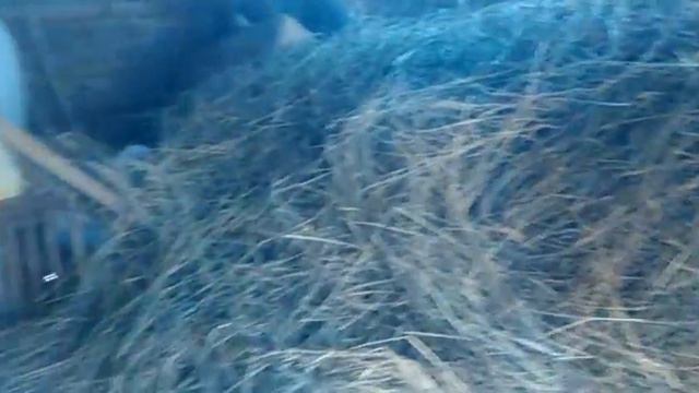 Кролиководства " Пересадил крольчат " смотреть онлайн