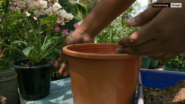 How To Grow And Take Care Of Philodendrons | Philodendron Xanadu смотреть онлайн