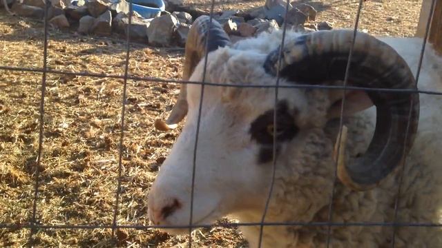 Sheep could use a throat lozenge. смотреть онлайн