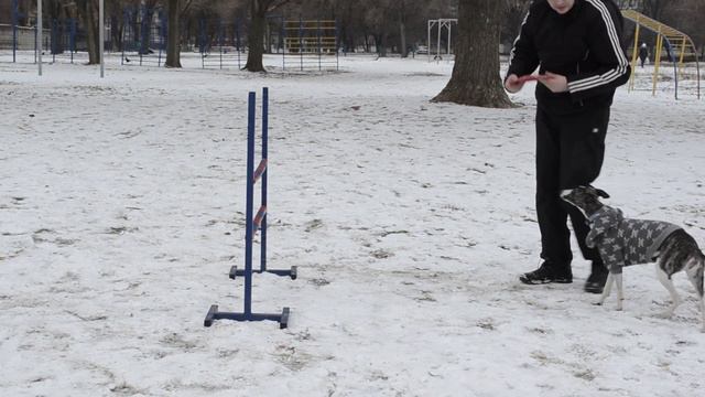 Уиппет Умка - барьер! смотреть онлайн