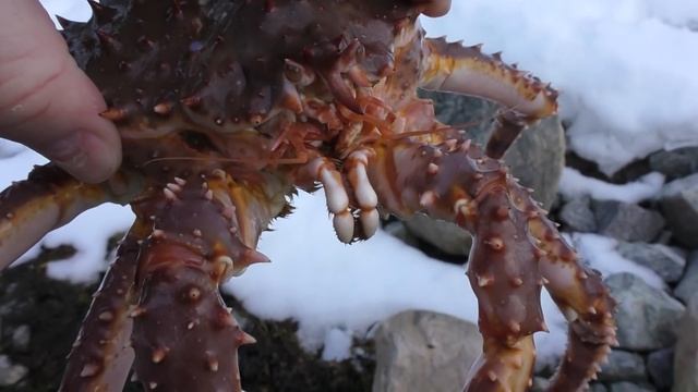 Камчатский краб с берега! смотреть онлайн