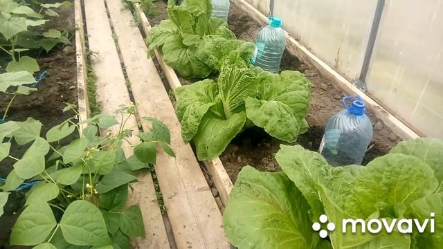 Чем подкармливаю Пекинскую капусту в мае/Спасаю от блошки смотреть онлайн