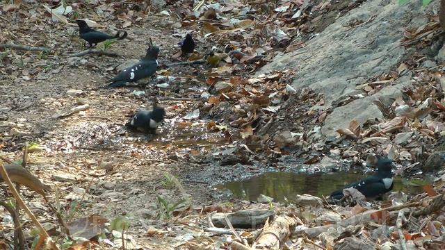 Black Baza (Aviceda leuphotes), Cambodia. 20160310_154724.m2ts смотреть онлайн