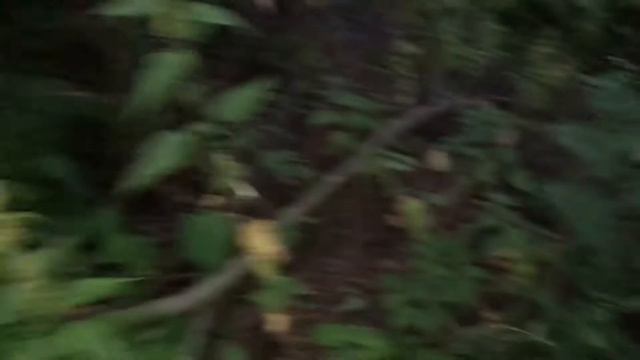 Тест тарзанки для Питбуля - Дэни, Часть 3 смотреть онлайн