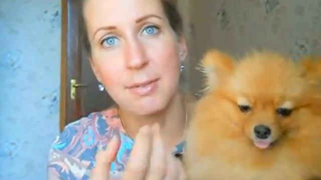 Зубы шпица (смена зубов, чего стоит бояться) смотреть онлайн