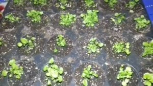ЛОБЕЛИЯ ОТ ПОСЕВА СЕМЯН ДО ВЫСАДКИ НА ПОСТОЯННОЕ МЕСТО. ВСЕ ТОНКОСТИ ВЫРАЩИВАНИЯ.