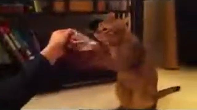 Нохчи Кот смотреть онлайн