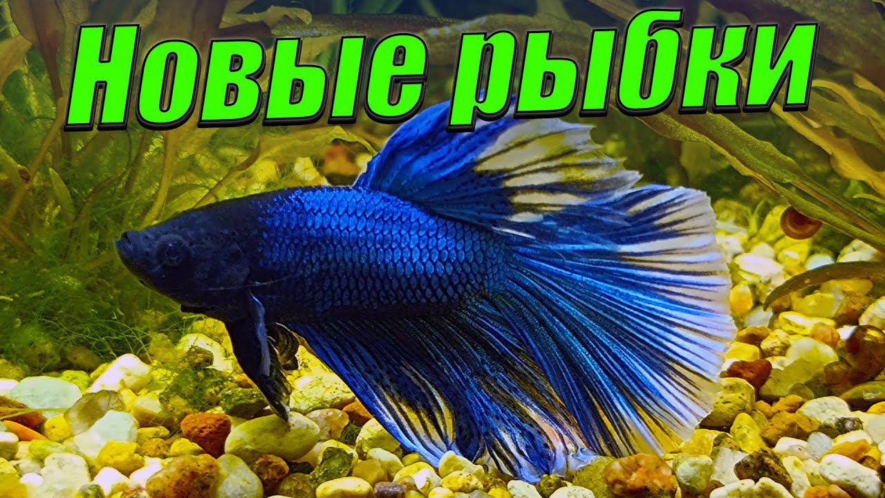 Сажаю новых рыбок и аквариумные растения в свои аквариумы. смотреть онлайн