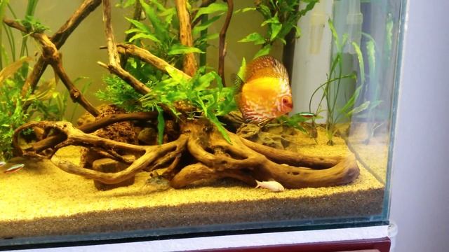 Acuario con discus, labeo bicolor, neones, corys смотреть онлайн