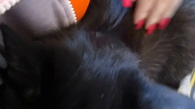 Мурчание кота смотреть онлайн