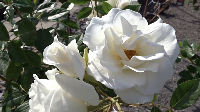 Rosa ´White Lady´ смотреть онлайн