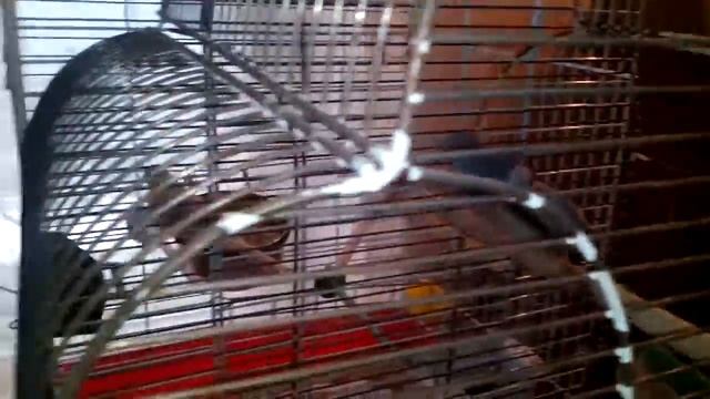 Бриллиантовые горлицы в Туле. Наше пополнение смотреть онлайн