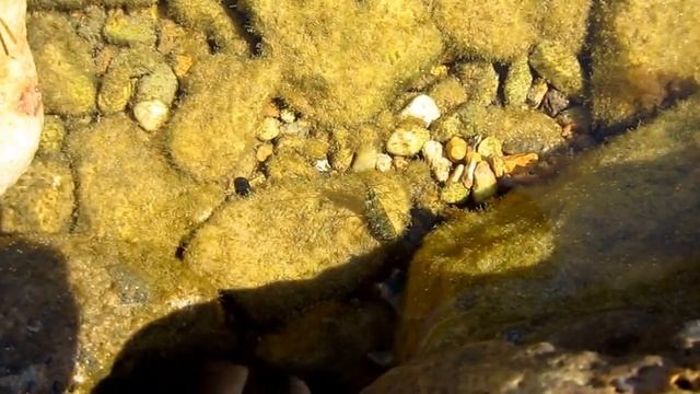 Морские обитатели смотреть онлайн