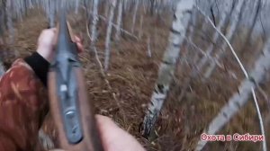 Охота с эстонской гончей! Охота на зайца!