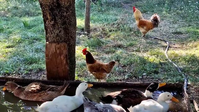 Два Блюда из Одного Кабачка. Пицца с Творогом По-Деревенски (ШАКШУКА). смотреть онлайн