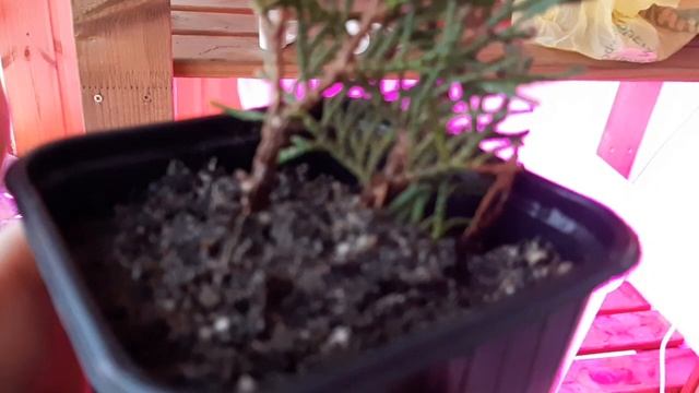 Результат укоренения туи в домашних условиях (часть 2) смотреть онлайн