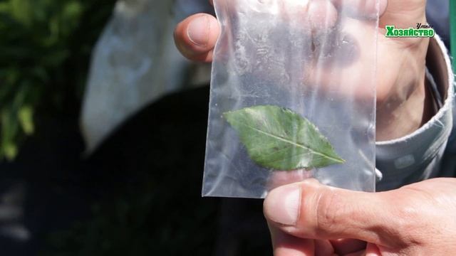 Чайные розы, их заболевания и лечение смотреть онлайн