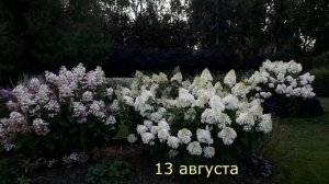 ✿➽Пройдусь по саду молча. 13.08.21.