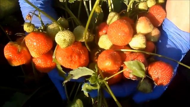 . МАКСИМ - сорт КСД с высочайшей урожайностью. смотреть онлайн