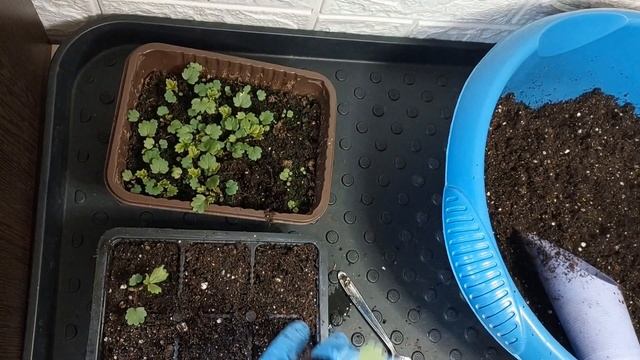 ЗЕМЛЯНИКА РЕМОНТАНТНАЯ.ПИКИРОВКА..ПОДРОБНО СОСТАВ ГРУНТА смотреть онлайн