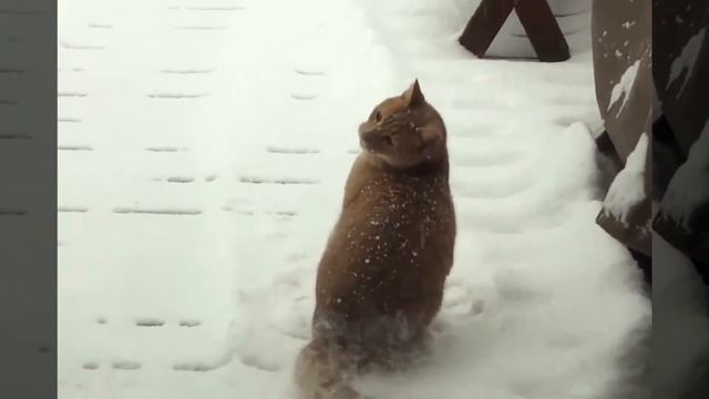 Котик ловит снежинки. смотреть онлайн