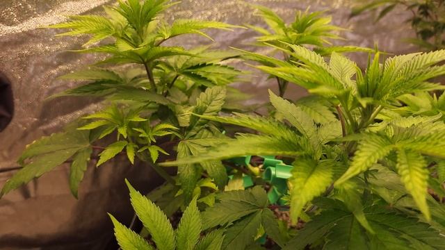 mutated DNA Cake that has 3 branches instead 2 per node at day 51 above soil ? flower week 1 day 1 смотреть онлайн