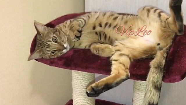 ♔VipLeo. Саванна ф6 Лис 9 мес смотреть онлайн
