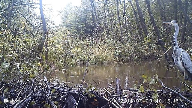 Цапля Висимский заповедник 09 09 16