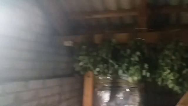 Веники для бани и сауны дубовые березовые Киев область Украина смотреть онлайн