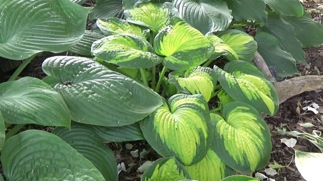 Hostas and companion plants for zone 4 смотреть онлайн