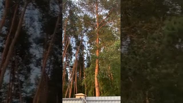 ОТ ВРЕДИТЕЛЯ…ОЧЕНЬ СИЛЬНЫЙ ЗАГОВОР…ДЛЯ ВСЕХ…ИНГА ХОСРОЕВА смотреть онлайн