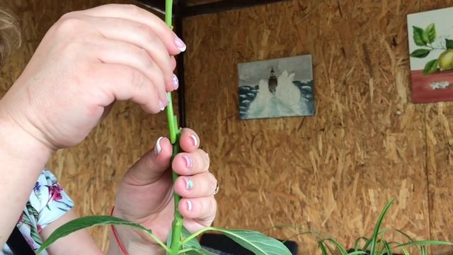 Прививка авокадо смотреть онлайн