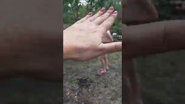 наша дача 19 июля 2021 года. вырасла картошка. смотреть онлайн