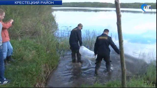 Около 600 тысяч мальков щуки выпустили в 13 озер на территории 7 районов Новгородской области смотреть онлайн