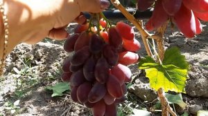 Виноград Ася. 2020г