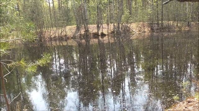 ДЕЛИКАТЕСНЫЕ ГРИБЫ и ЗМЕИ! Одиночный поход за грибами. Грибы в мае смотреть онлайн