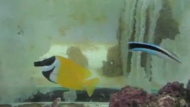 Лисица желтая ( Lo vulpinus ) смотреть онлайн
