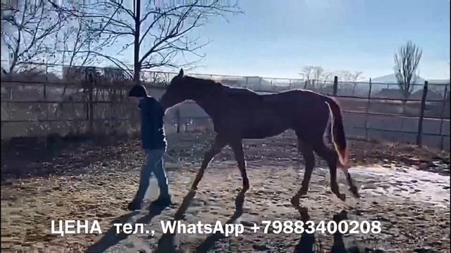ПРОДАНА: кобыла ВАНГЕЛИЯ 2019 г.р. чистокровная верховая порода. ЦЕНА +79883400208 WhatsApp смотреть онлайн