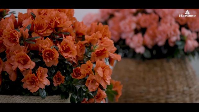 Een Hortinno azalea zuivert de lucht in huis смотреть онлайн