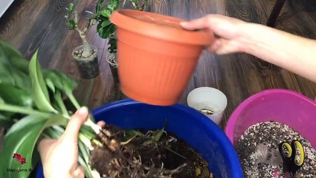 Пересадка Эухариса смотреть онлайн