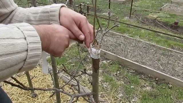 Обмазка болтушкой среза на сорте "Президент"... смотреть онлайн