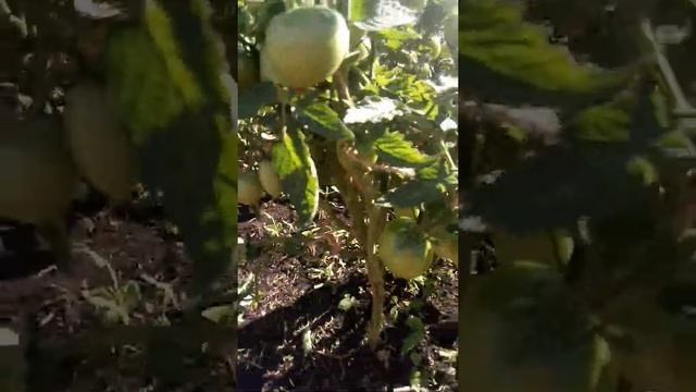 Томаты в открытом грунте. смотреть онлайн
